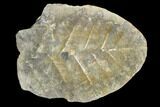 Neuropteris Fern Fossil (Pos/Neg) - Mazon Creek #104314-2